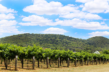 Mudgee wine region - On Tour With Halliday