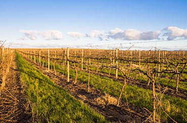 Rows of dormant grapevines in winter in vineyard near Rutherglen, Australia