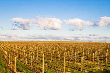 Rows of dormant grapevines in winter in vineyard near Rutherglen, Australia