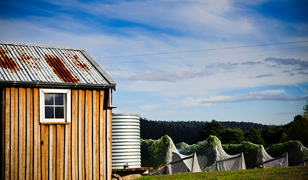 Shed and vineyard in Tasmania