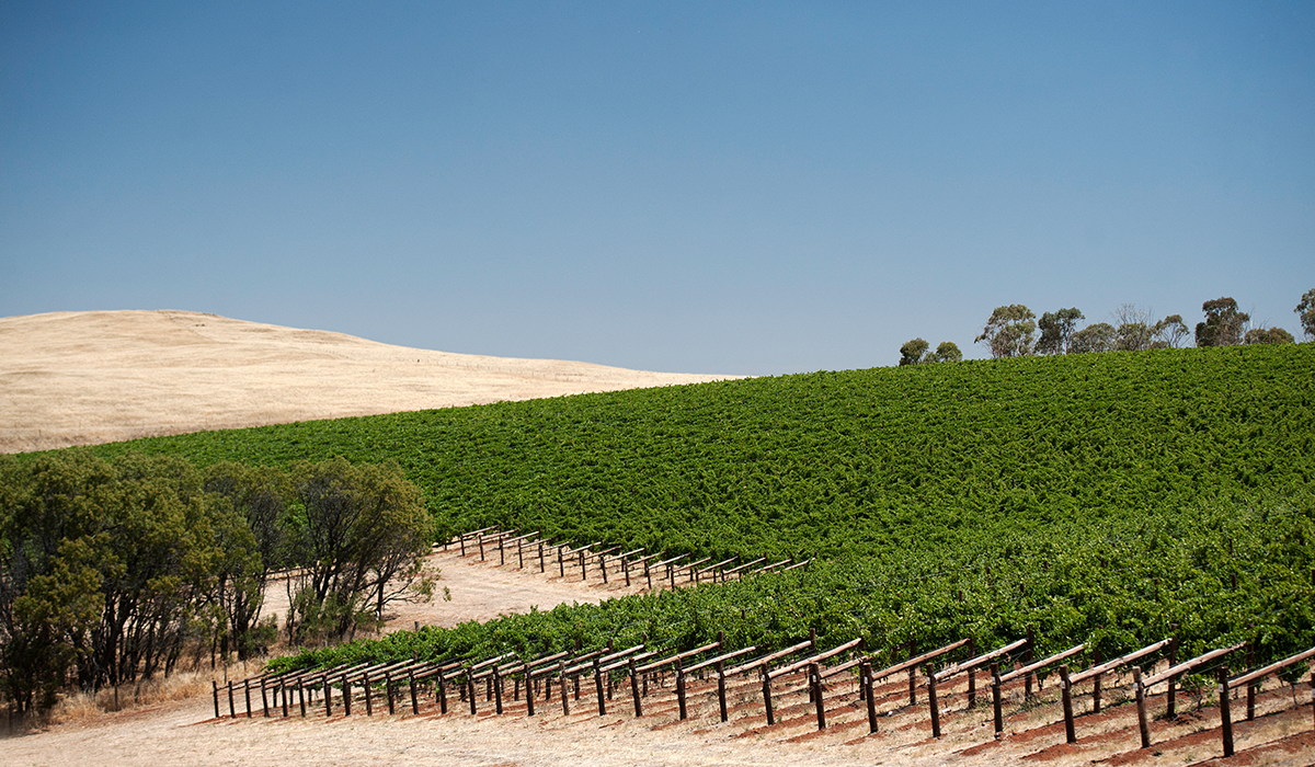 Chalmers vineyard