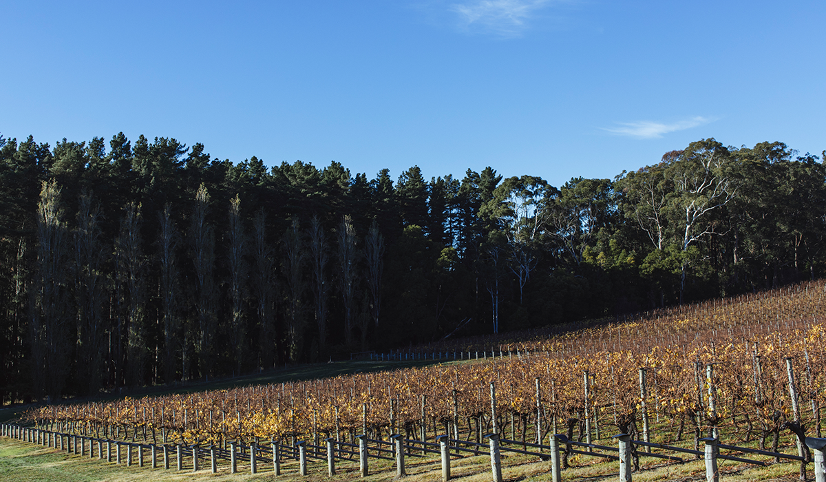 Tapanappa vineyard