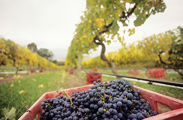 Red grapes in a Yarra Valley vineyard