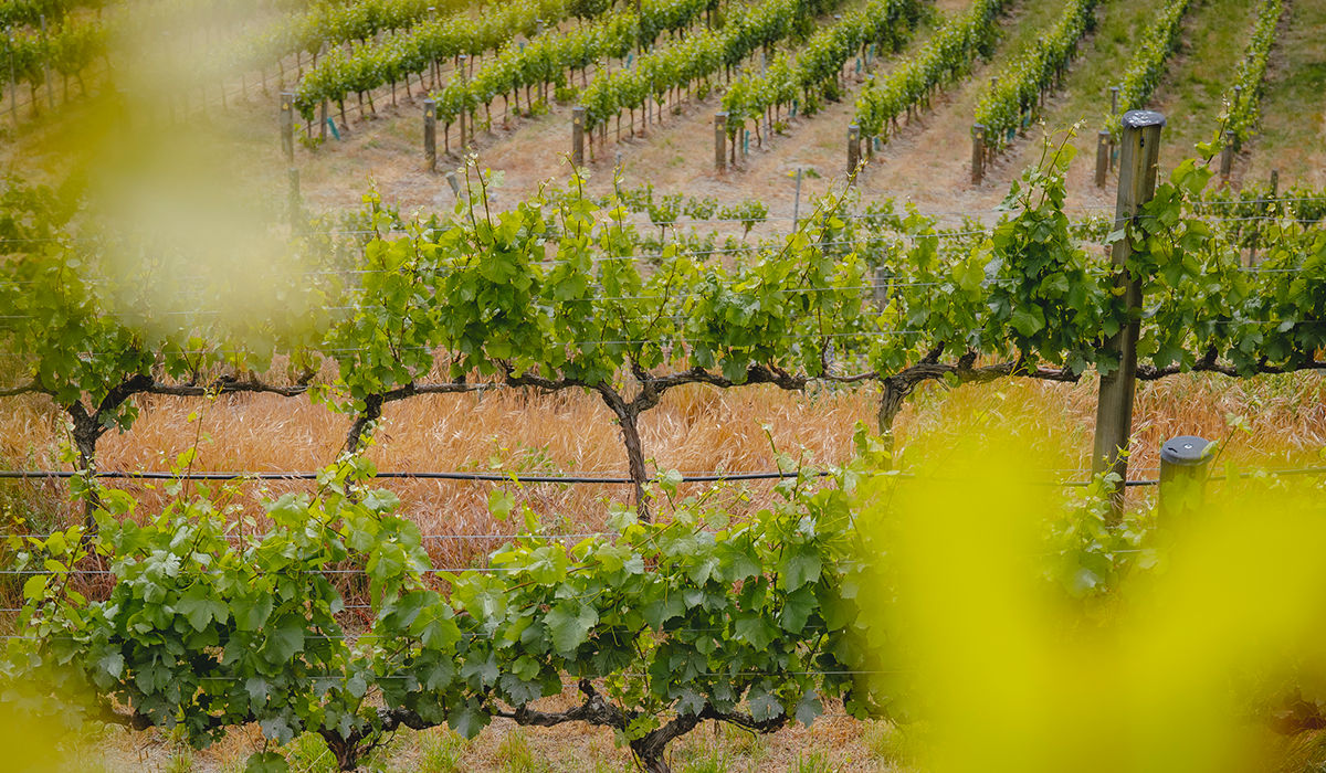 New Zealand vineyard