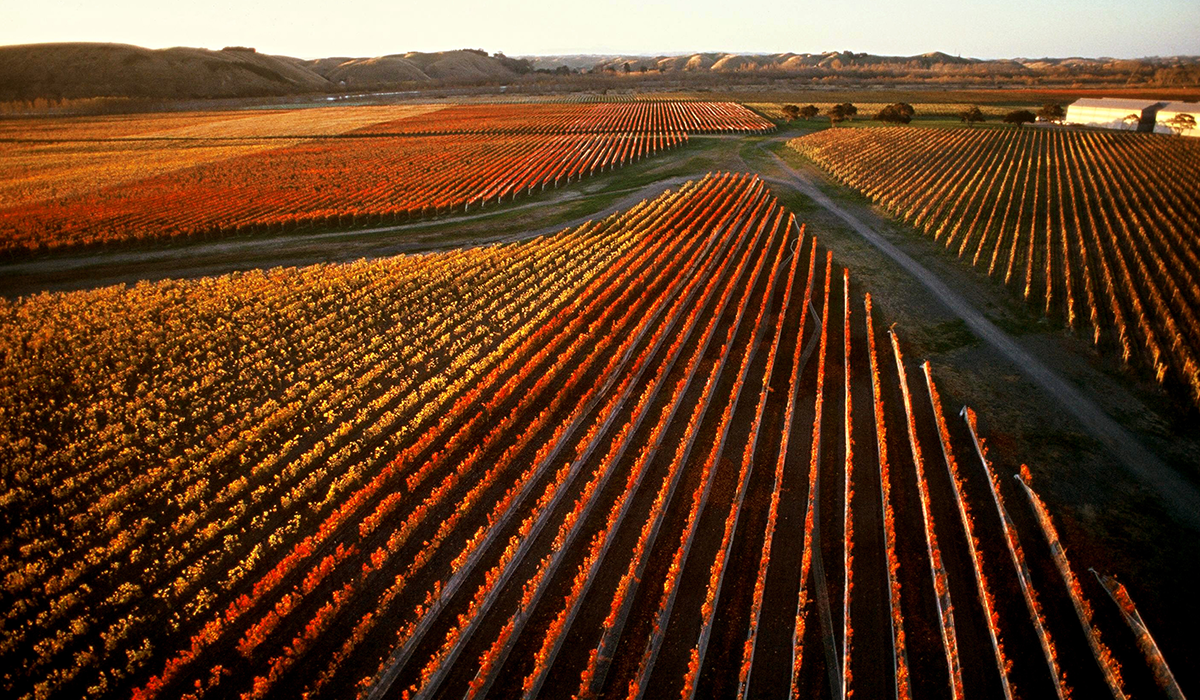 Craggy Range in Hawkes Bay, New Zealand.