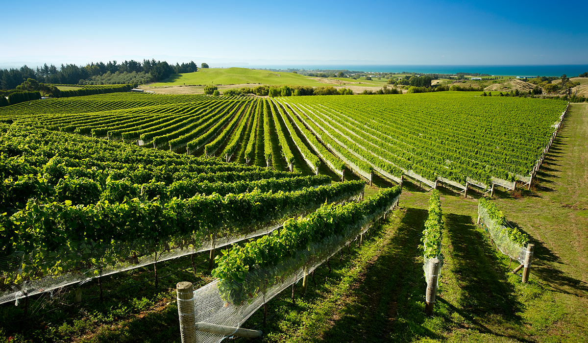 Supernatural Wine in Hawkes Bay, New Zealand. 