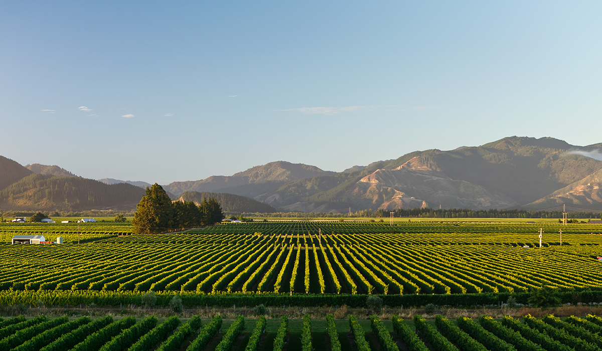 Whitehaven Wines in Marlborough, NZ