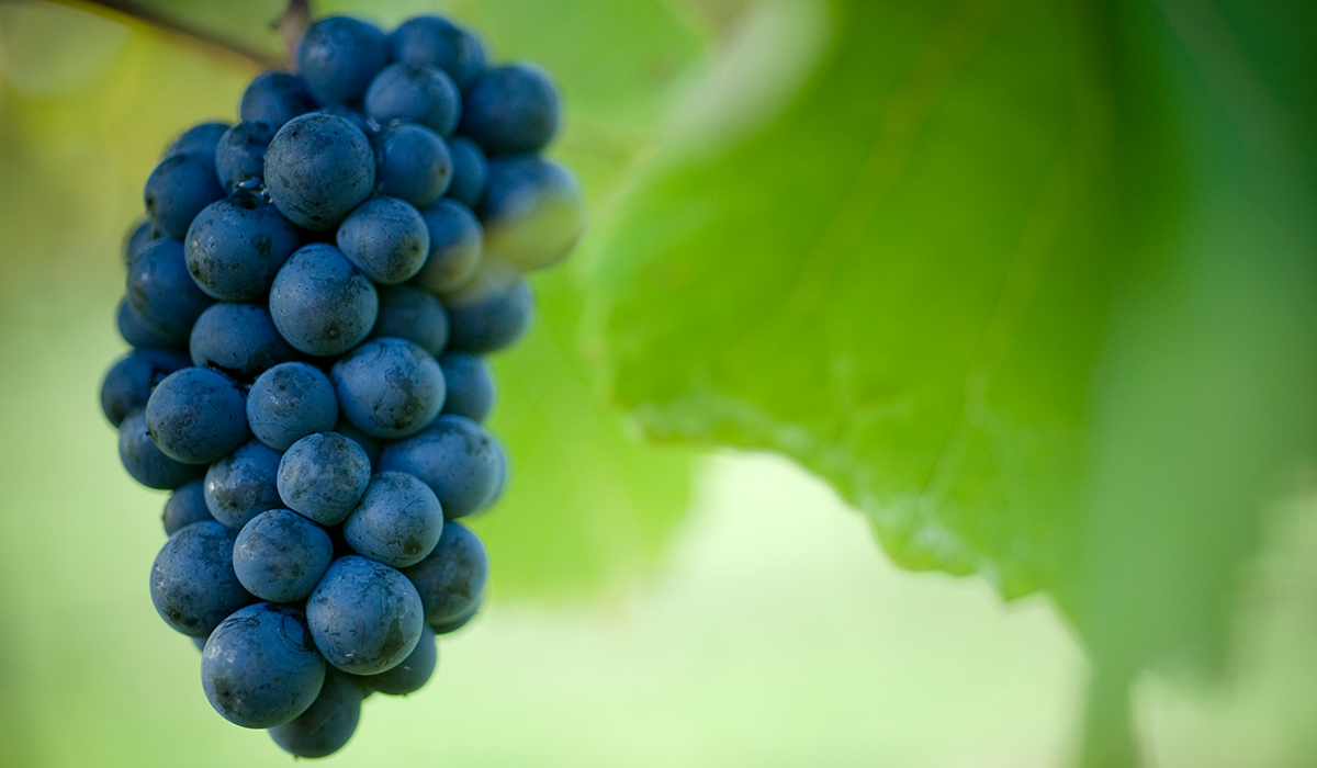 Grapes at Palliser Estate