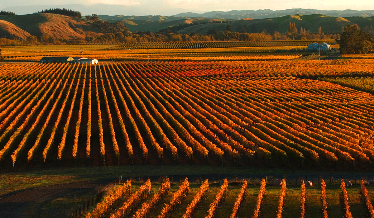 Trinity Hill in Hawkes Bay.