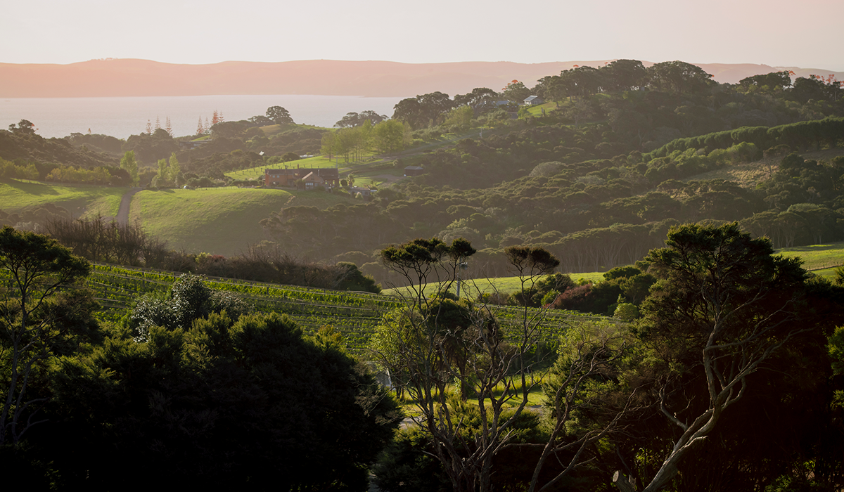 Jurrasic Ridge, North Island