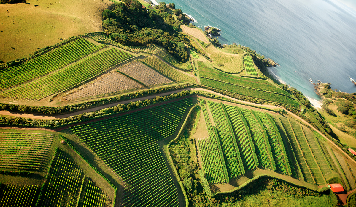 Man O' War Vineyards, North Island