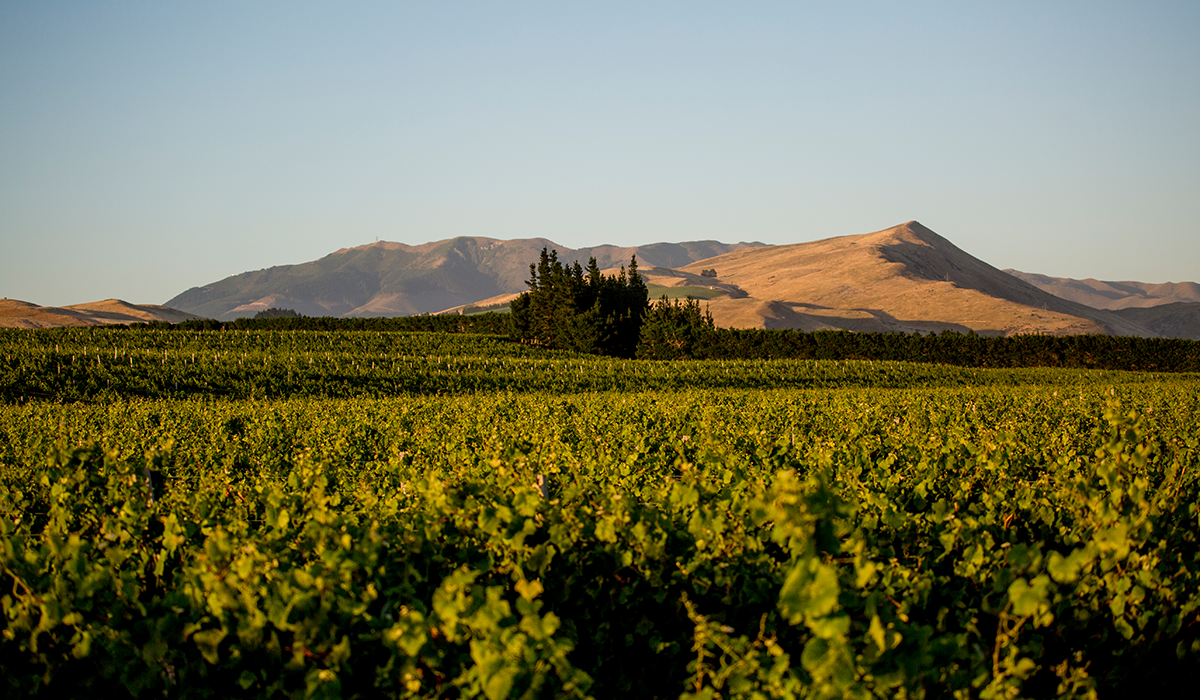 Waipara Hills