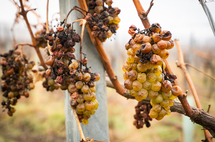 Botrytised grapes