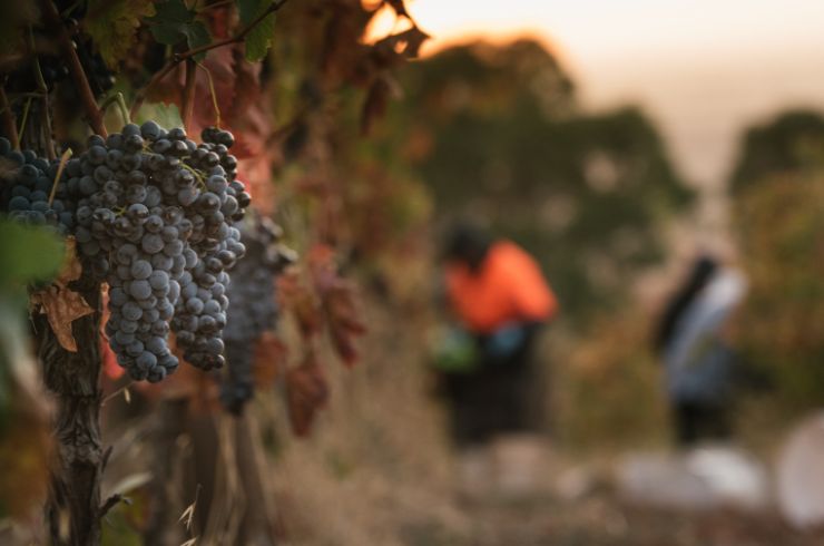Aglianico grapes on the vine