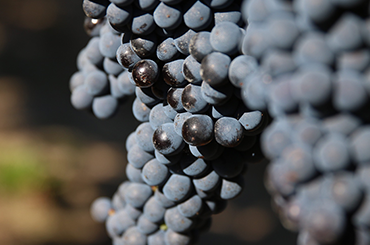 Cabernet grapes