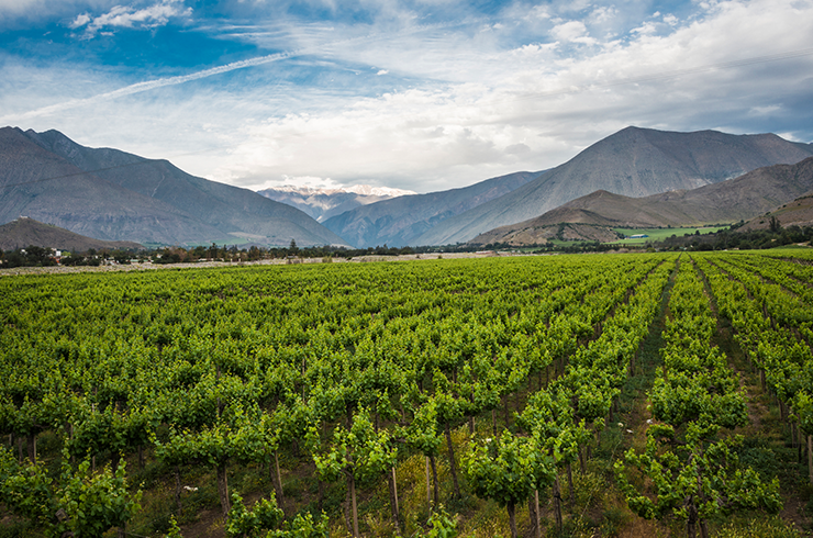 Chile vineyard