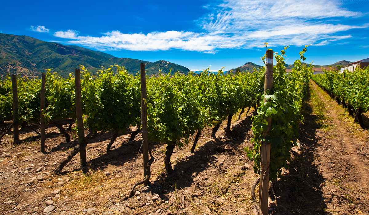 Vineyard in Chile