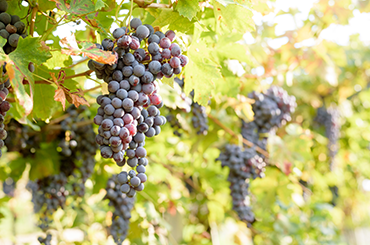 Corvina grapes