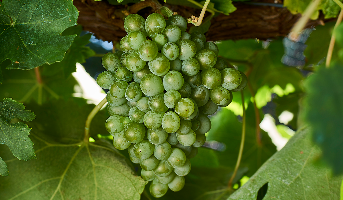 Fiano grapes