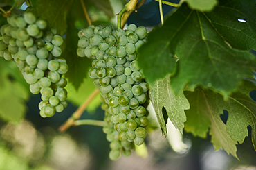 Fiano grapes