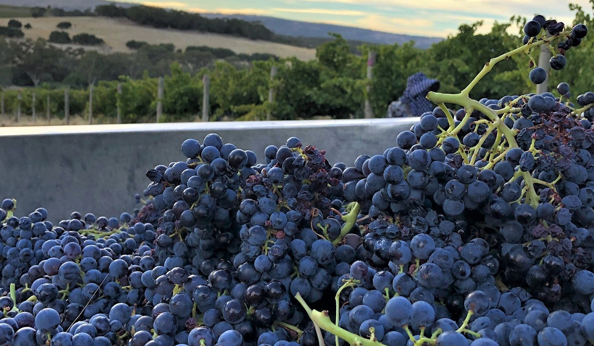 Grenache grapes