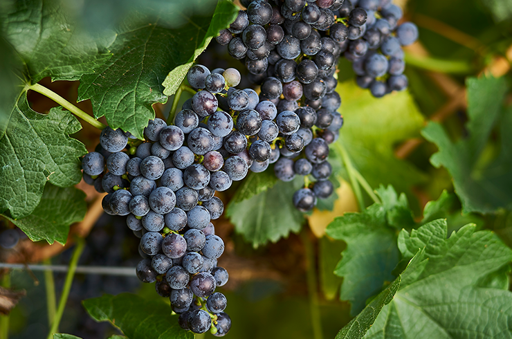 Merlot grapes