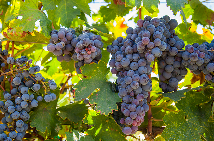 Grapes on the vine