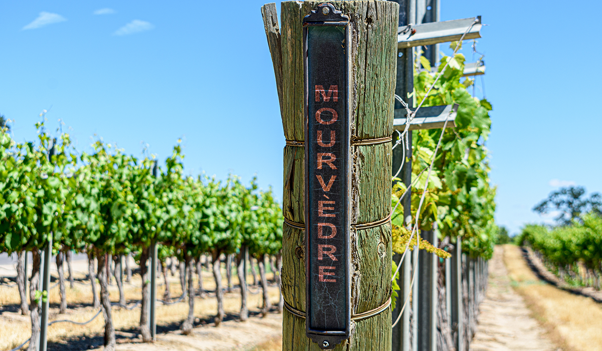 Vineyard with close up of mourvèdre sign