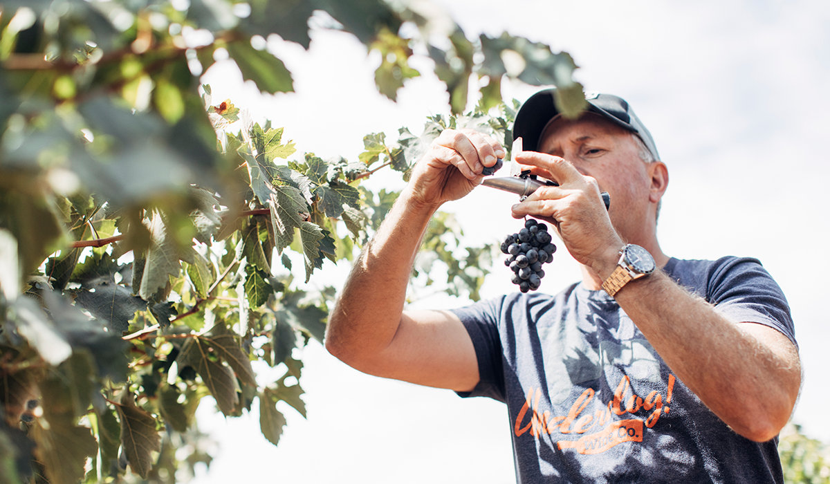 Ashley Ratcliff in the vineyard