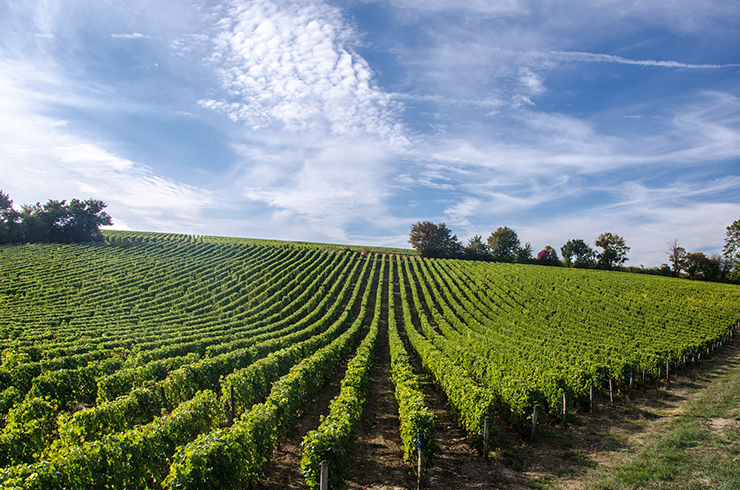 Loire Valley vineyard