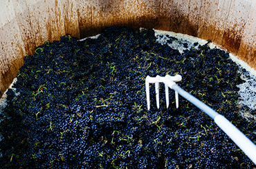 Black pinot noir grapes.