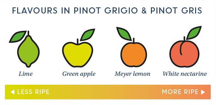 Pinot gris and grigio characteristics