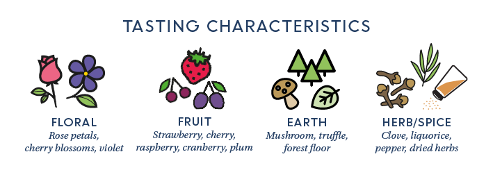 Pinot noir flavour profile infographic