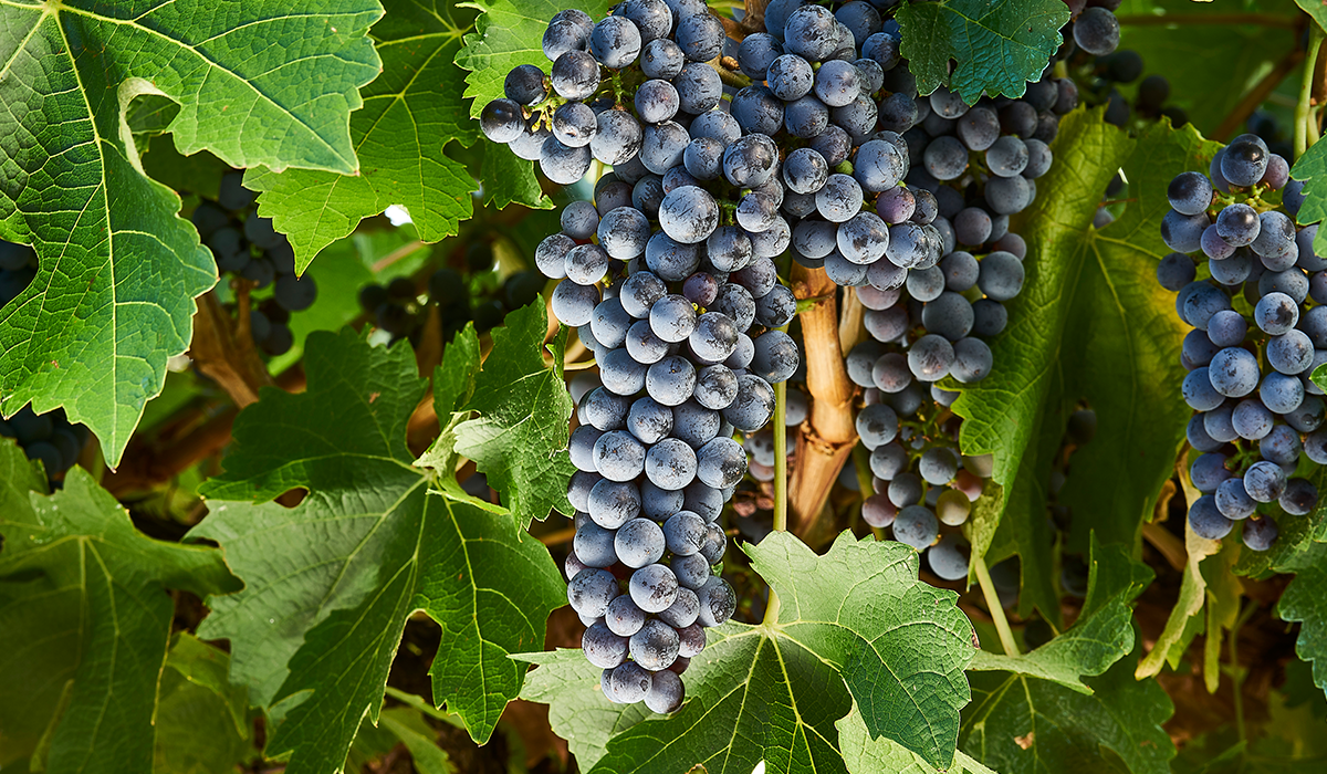 Dark-skinned grapes