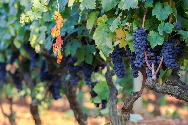 Primitivo grapes