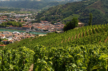 Explore Rhone whites