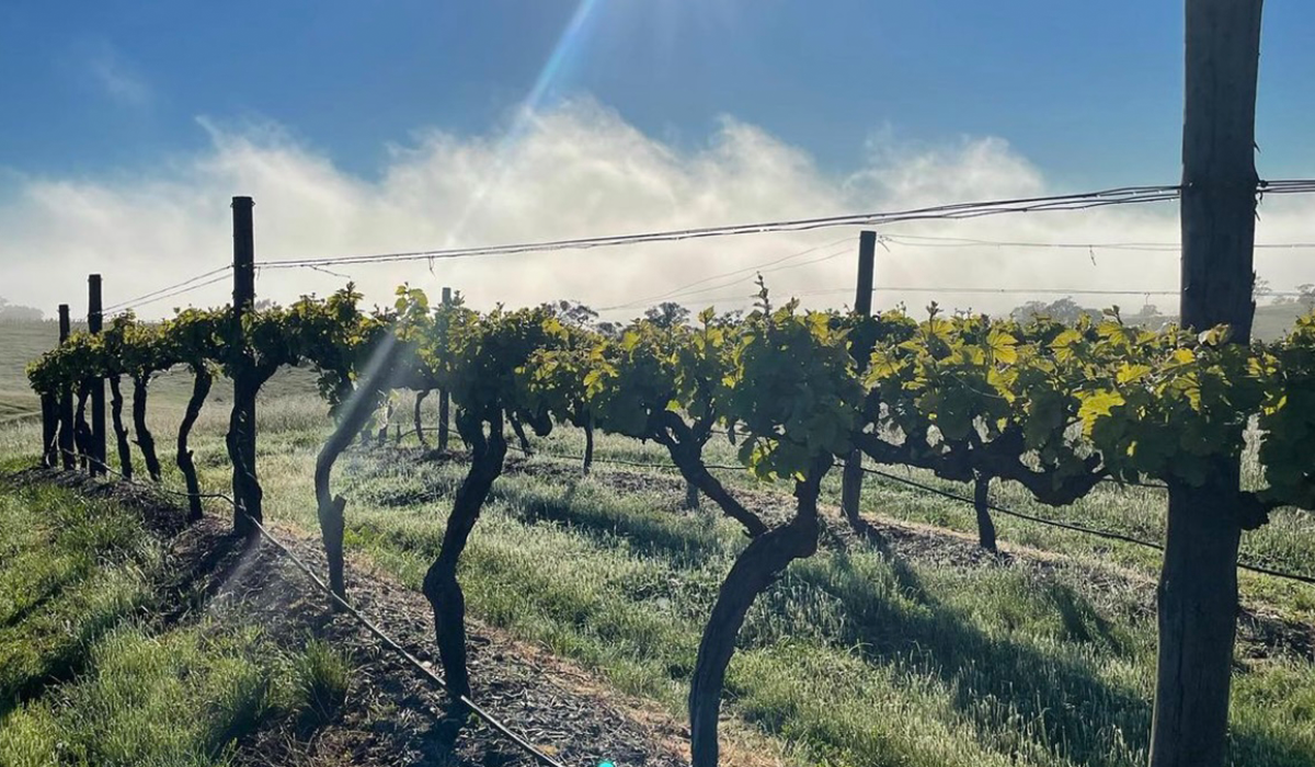 Riesling vineyard