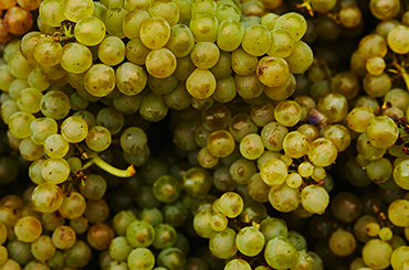 Riesling grapes