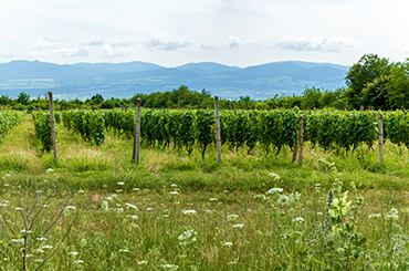 Georgia vineyard