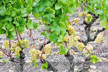 Semillon grapes
