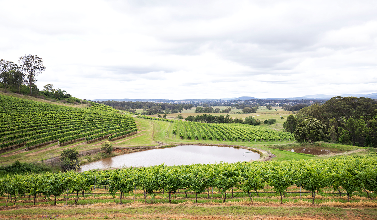 Briar Ridge vineyard