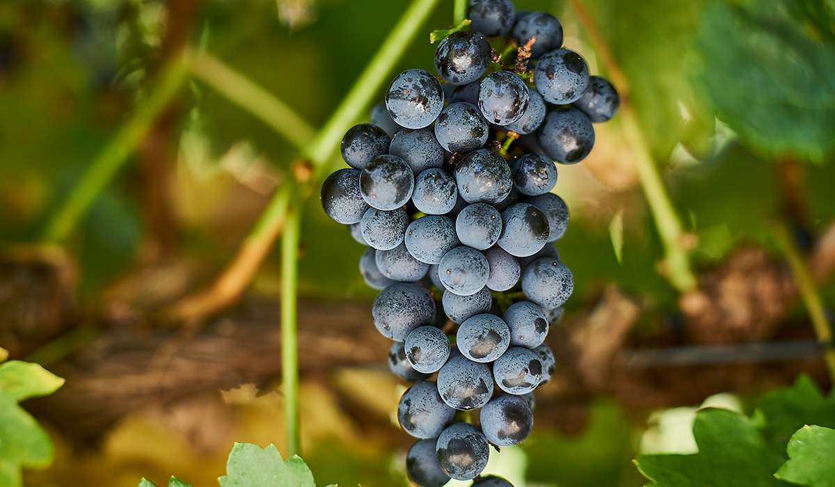 Tempranillo grapes