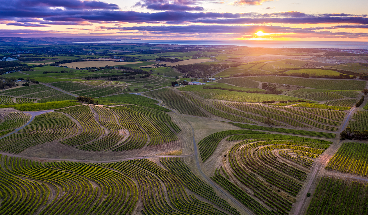 McLaren Vale drone view