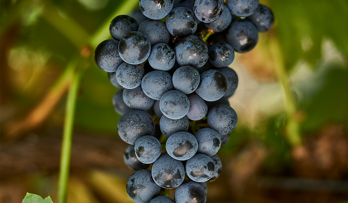 A bunch of tempranillo grapes