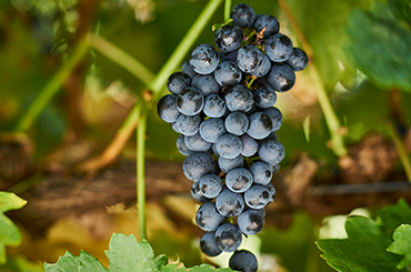 A bunch of tempranillo grapes