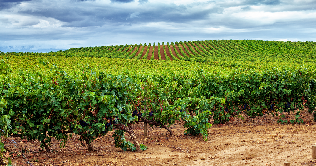 Vineyard in Spain