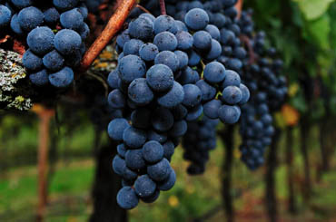 Merlot grapes