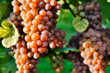 Pinot Grigio Pinot Gris