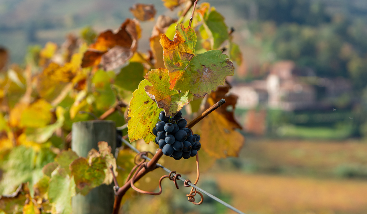 Touriga growing on vines in Douro Valley, Portugal 