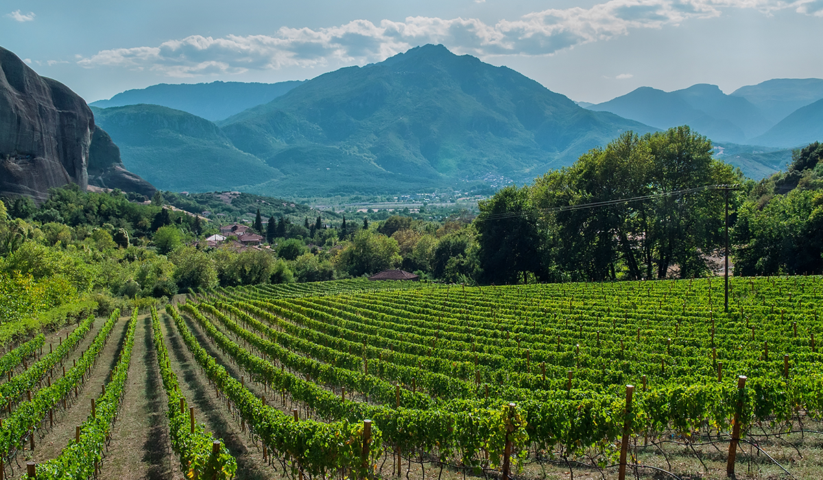 Vineyard in Greece